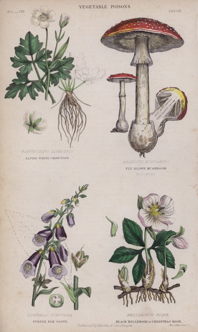 Alp Beyaz Karga Ayağı; Sinek Kahverengi Mantar; Mor Tilki Eldiveni; Siyah Hellebore veya Noel Gülü (renkli gravür) by English School