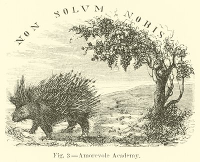 sevgi akademisi by English School