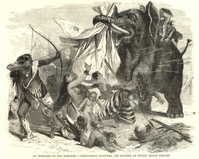 Azgınlıkta bir fil by English School