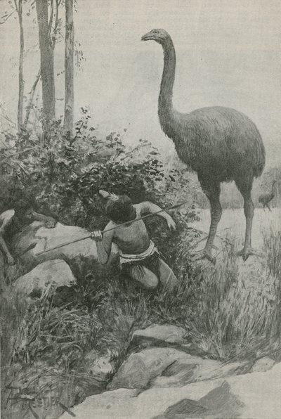 Yeni Zelanda