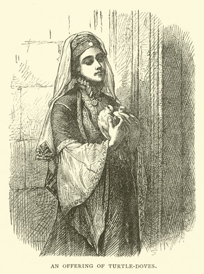 Kaplumbağa-güvercinlerin bir teklifi by English School