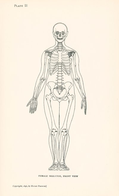 Anatomi: Kadın İskeleti, Önden Görünüm (lito) by English School