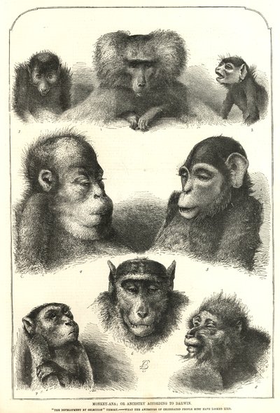 Darwin