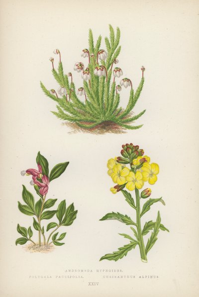 Andromeda hypnoides; Polygala Paucifolia; Cheiranthus Alpinus (renkli lito) by English School