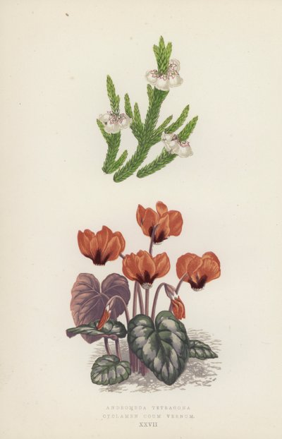 Andromeda Tetragona; Cyclamen Coum Vernum (renkli lito) by English School