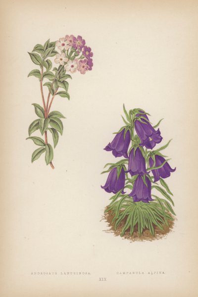 Androsace Lanuginosa; Campanula Alpina (renkli lito) by English School