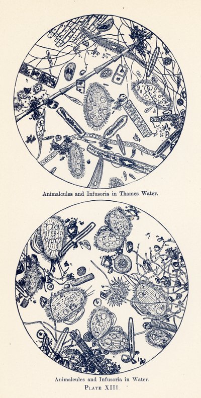 Suda Animalcules ve Infusoria (renkli taş baskı) by English School