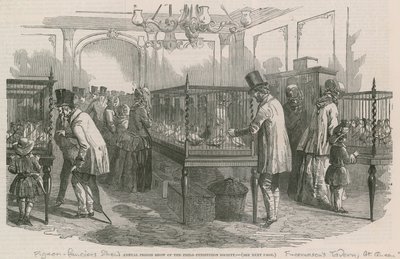 Philio-Peristeron Topluluğunun Yıllık Güvercin Gösterisi by English School