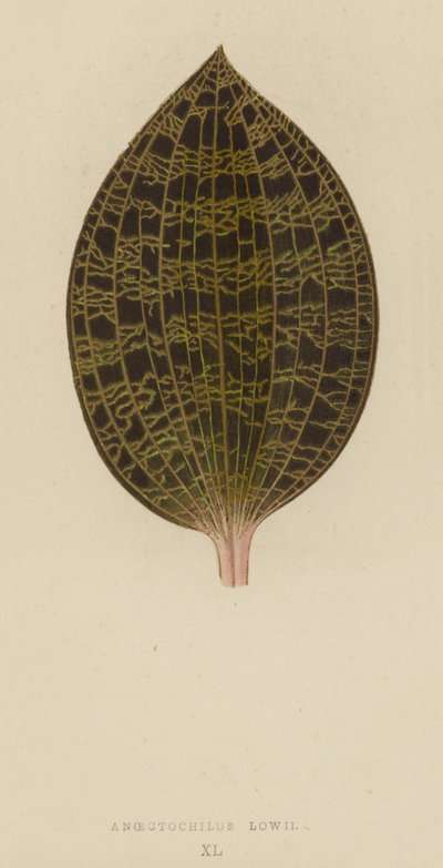 anoektocilus Lowii by English School