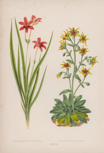 Anomatheca Cruenta; Saxifraga Mutata (renkli lito) by English School