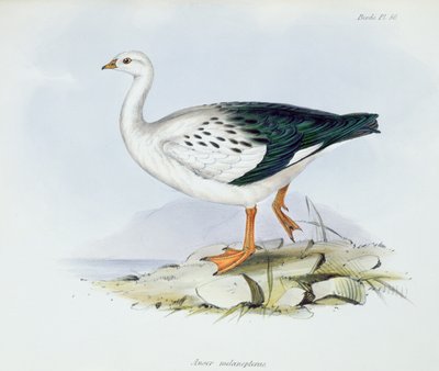 Anser Melanopterus, The Zoology of the Voyage of H.M.S. Beagle 1832-36, Charles Darwin (1809-92), 1840 by English School