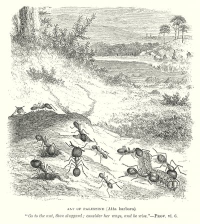 Filistin Karıncası (Atta Barbara) (gravür) by English School