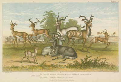 Antiloplar (renkli gravür) by English School
