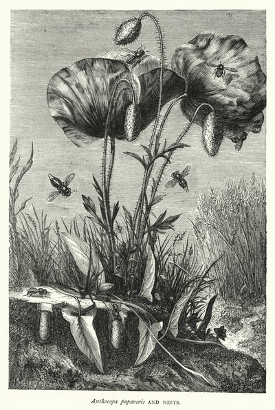 Anthocopa papaveris ve Yuvalar (gravür) by English School