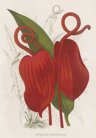 Antoryum Scherzerianum by English School