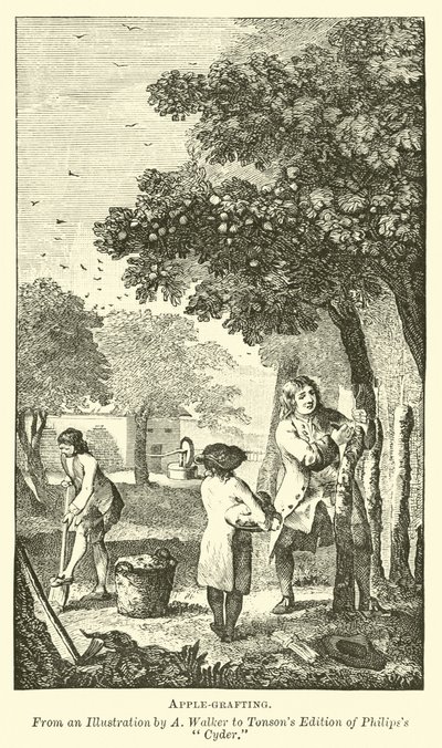 elma aşılama by English School