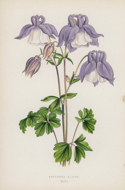 Aquilegia Alpina (renkli taş) by English School