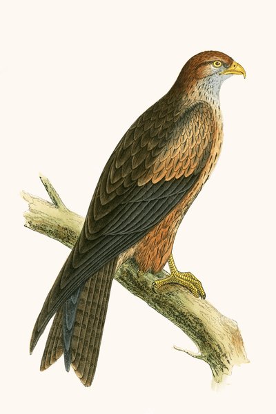 Arap Uçurtma, Charles Robert Bree (1811-86) tarafından 