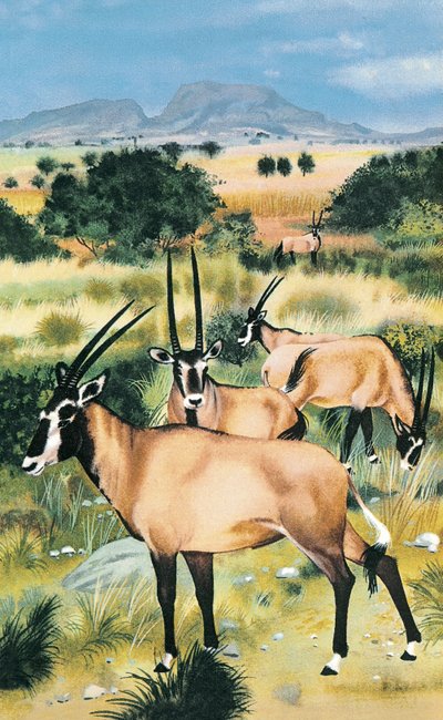 Arab oryx by English School