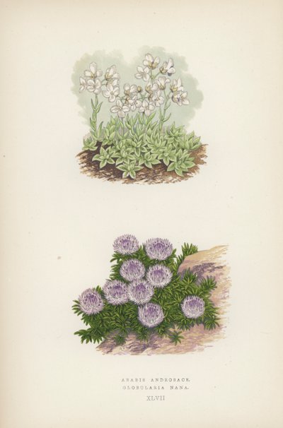 Arabis Androsace; Globularia Nana (renkli taş) by English School
