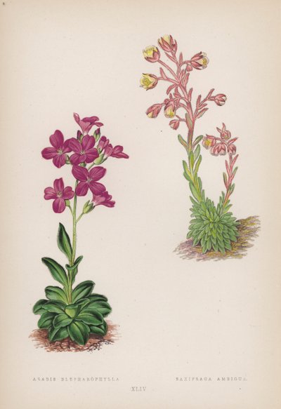 Arabis Blefarofila; Saxifraga Ambigua (renkli taş) by English School