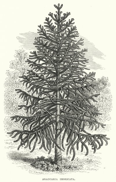 Araucaria Imbricata (gravür) by English School