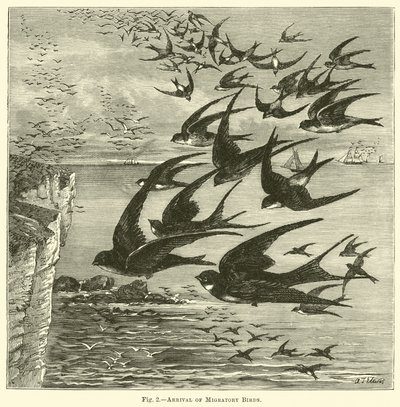 Göçmen Kuşların Gelişi by English School