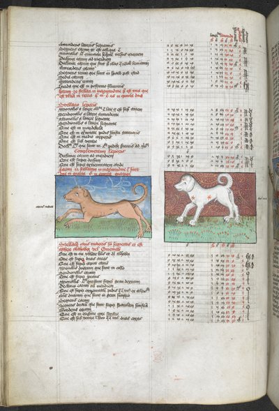 Arundel MS 66 f.44v Canis maior ve Canis minör köpekler olarak tasvir edilmiştir 