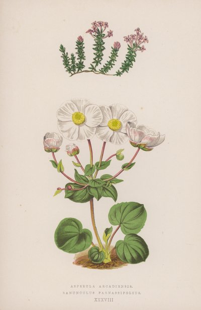 Asperula Arcadiensis; Ranunculus Parnassifolius (renkli lito) by English School