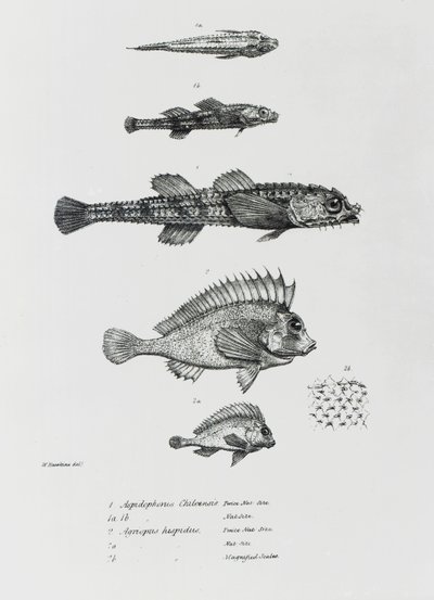 Aspidophorus Chiloensis ve Agriopus Hispidus, Charles Darwin