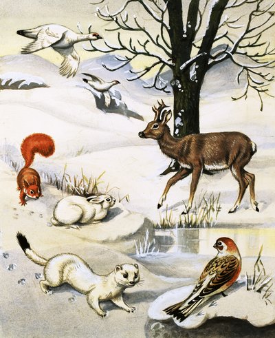 Assorted animals in the winter by English School