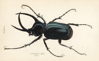 Atlas böceği, Chalcosoma atlası (Scarabaeus atlası) by English School