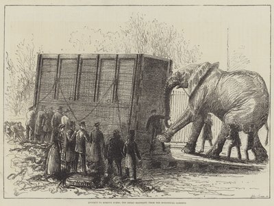 Büyük Fil Jumbo