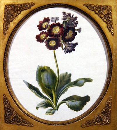 Auricula, c.1850 (kağıt üzerine sulu boya) by English School