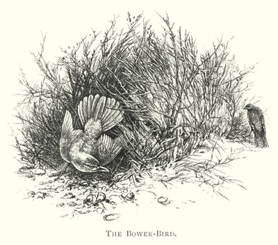 Avustralya: Bower-Bird (gravür) by English School