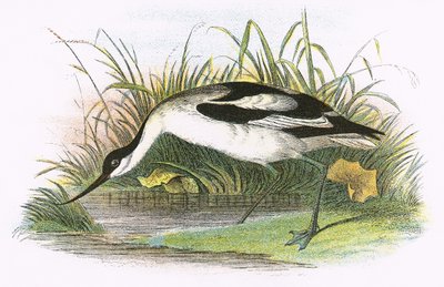 avocet by English School