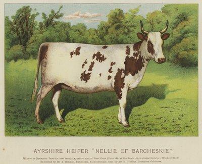 Ayrshire Düvesi "Barcheskie
