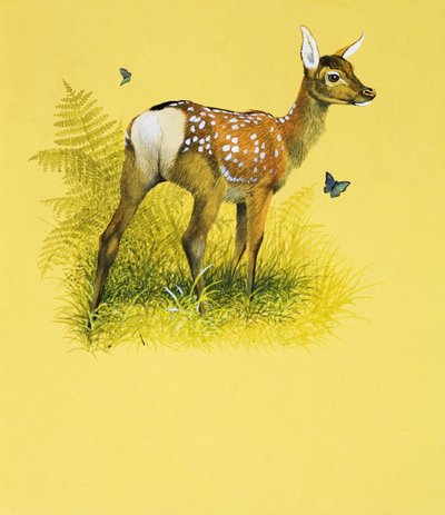 Yavru Geyik (kağıt üzerine guaj) by English School