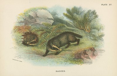 Porsuk by English School