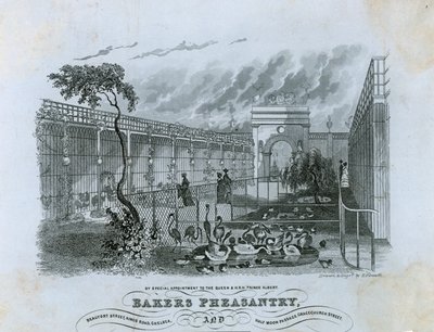 Fırıncılar Sülün, Chelsea by English School