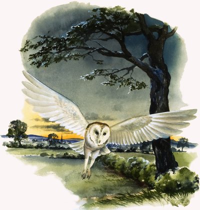 Uçuş Halindeki Ahır Baykuşu, 