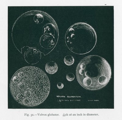 Doğanın güzellikleri: Volvox Globator (lito) by English School