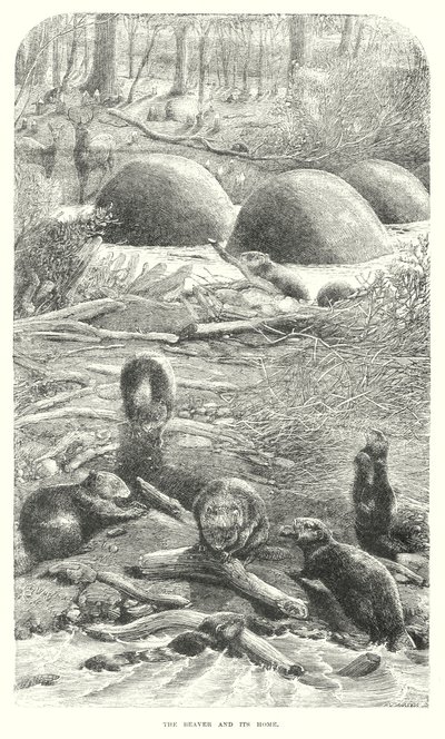 Kunduzlar (gravür) by English School