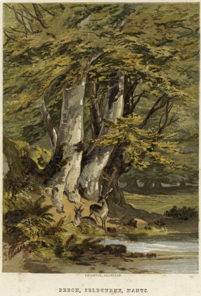 Kayın ağaçları, Selborne, Hampshire yakınlarında by English School