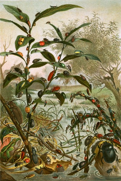 Bir selde böcekler by English School