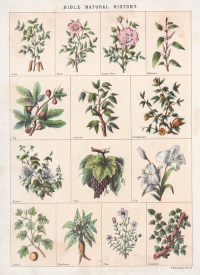 İncil Doğa Tarihi by English School