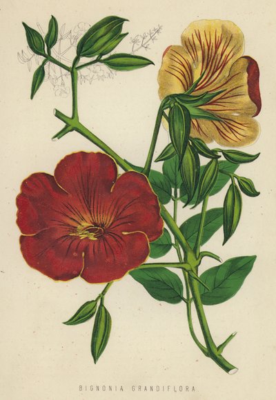 Bignonia Grandiflora (kromolitho) by English School