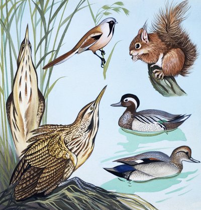 Birds and squirrel by English School