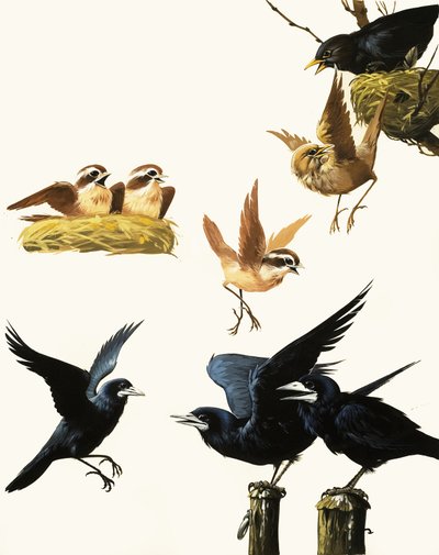 Kuşlar montajı by English School