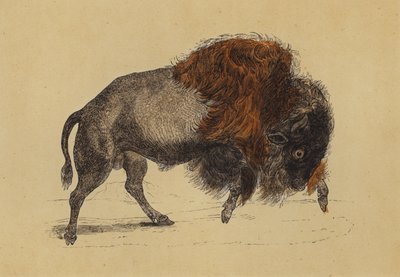 Bizon (renkli lito) by English School
